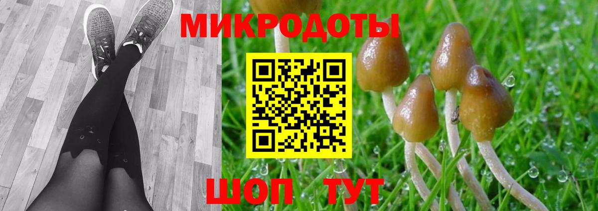 Галлюциногенные грибы Psilocybe Кудымкар